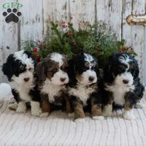 Destiny, Mini Bernedoodle Puppy